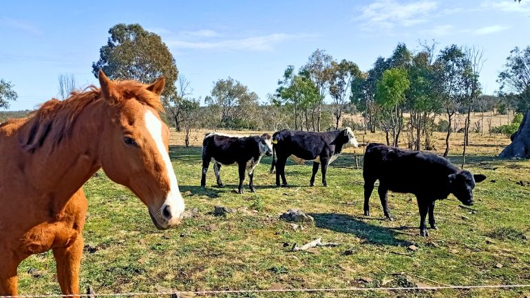 Jason's Farm with a horse and three cows